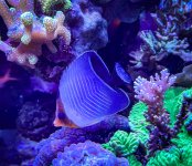 IMG_7243_jpg.jpeg