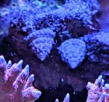 PXL_20240501_203627191.MP~3.jpg