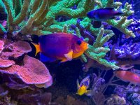 IMG_7375.jpeg
