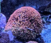 PXL_20240611_182652924.MP~3.jpg