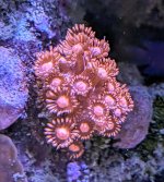 PXL_20240611_183028723.MP~3.jpg