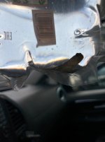IMG_1106.jpeg