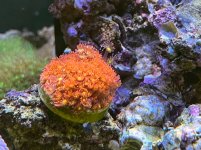 IMG_5866.jpg