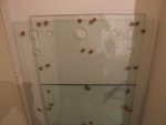 glas nieuwe bak (2).JPG