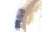 Afbeelding 261 (Small).jpg