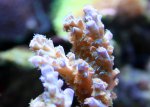 IMG_0001.JPG