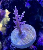 IMG_3699.JPG IMG_3699.JPG