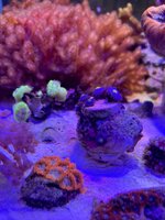 IMG_8519.jpeg