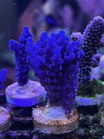 IMG_3715.JPG