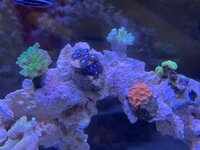 IMG_8737.jpeg