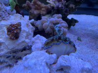 IMG_8738.jpeg