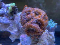 IMG_8739.jpeg