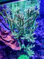 IMG_8761.jpeg