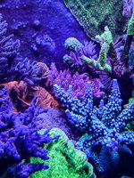 IMG_9137.jpeg IMG_9137.jpeg