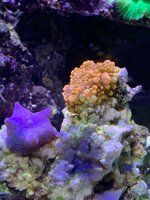 IMG_0159.jpeg