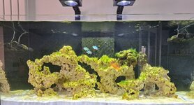 CalypZoo Reef 8 weeks.jpg CalypZoo Reef 8 weeks.jpg