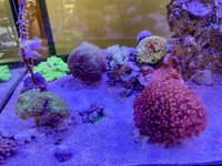 IMG_9372.jpeg