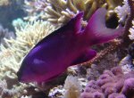 zeeaquarium 328.jpg