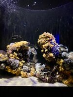 IMG_9635.jpeg