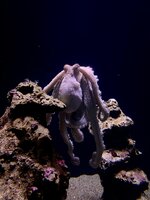 IMG_9632.jpeg