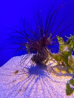 IMG_9639.jpeg