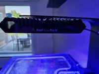 Reef flare 2.jpg