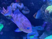 IMG_9742.jpeg