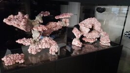 aquarium2.jpeg aquarium2.jpeg