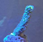 Untitled.png