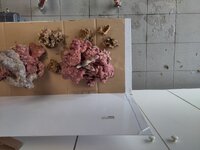 IMG_20250607_171429.jpg