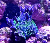 Bonzai Tricolor.JPG