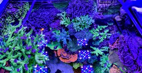 IMG_0314.jpeg