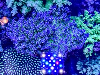 IMG_0316.jpeg