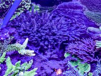 IMG_0319.jpeg
