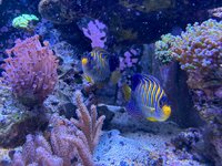 IMG_2441.jpeg
