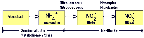 nitrificatieschema2.gif nitrificatieschema2.gif