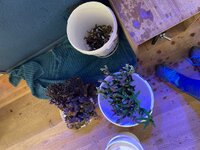 IMG_1437.jpeg