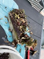 IMG_1438.jpeg
