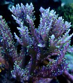IMG_0285.jpeg