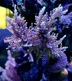 IMG_0284.jpeg