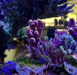 IMG_0341.JPG