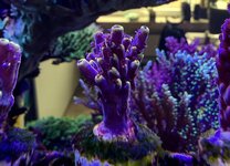 IMG_0342.JPG