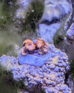 PXL_20251009_085303068~2.jpg