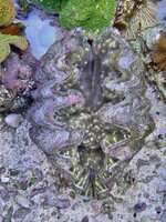 IMG_4246.jpeg