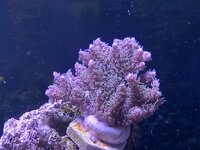 Ptb acro.jpg