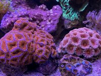 IMG_8065.jpeg IMG_8065.jpeg