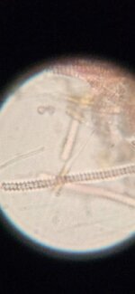 Cyano 1.jpg