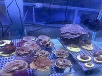 IMG_2394.jpeg IMG_2394.jpeg