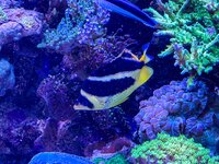 IMG_2522.jpeg IMG_2522.jpeg