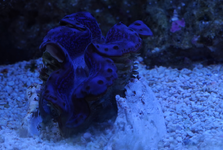 Doopvont.png